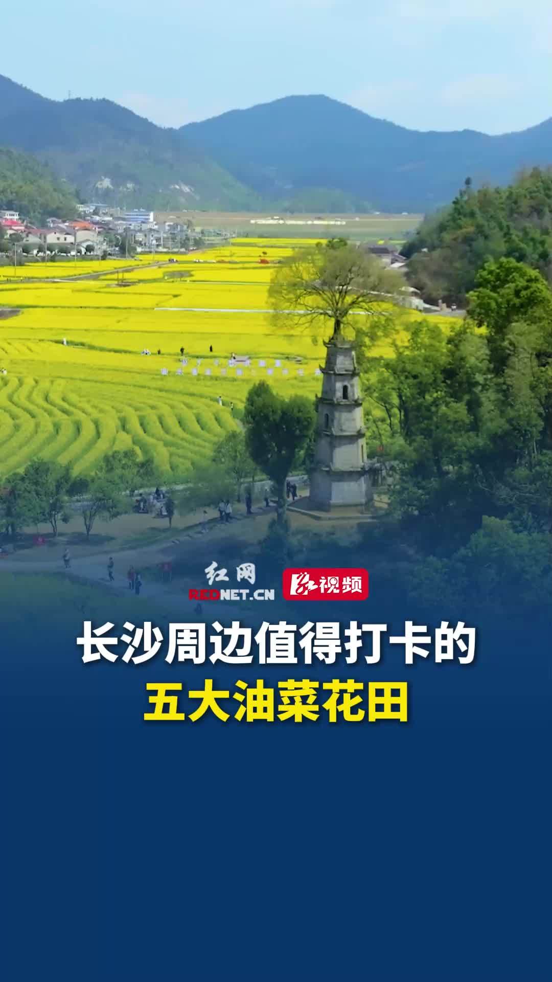 长沙周边值得打卡的五大油菜花田