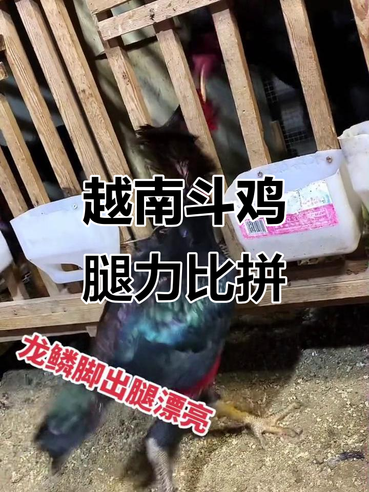 越南斗鸡激烈对决，大骨架腿力惊人