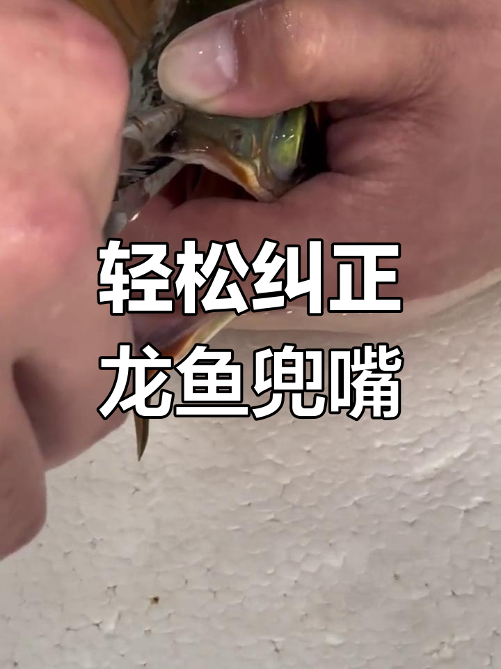 龙鱼轻微兜嘴矫正技巧,竖掰与横掰的完美配合