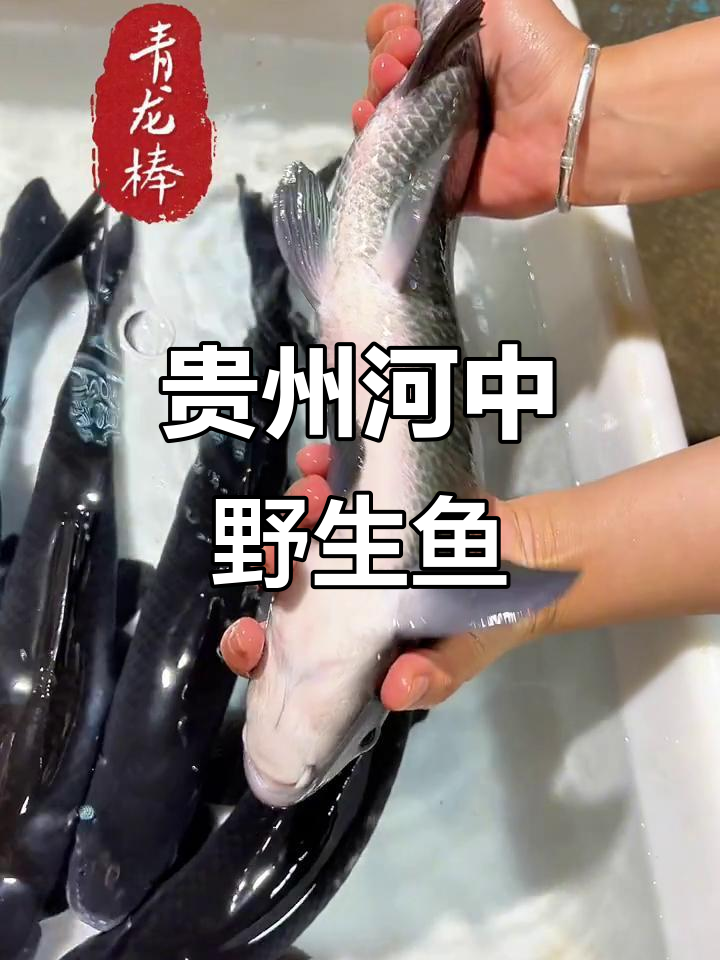 贵州河水上涨，野生鱼儿现身！你认识这些鱼吗？
