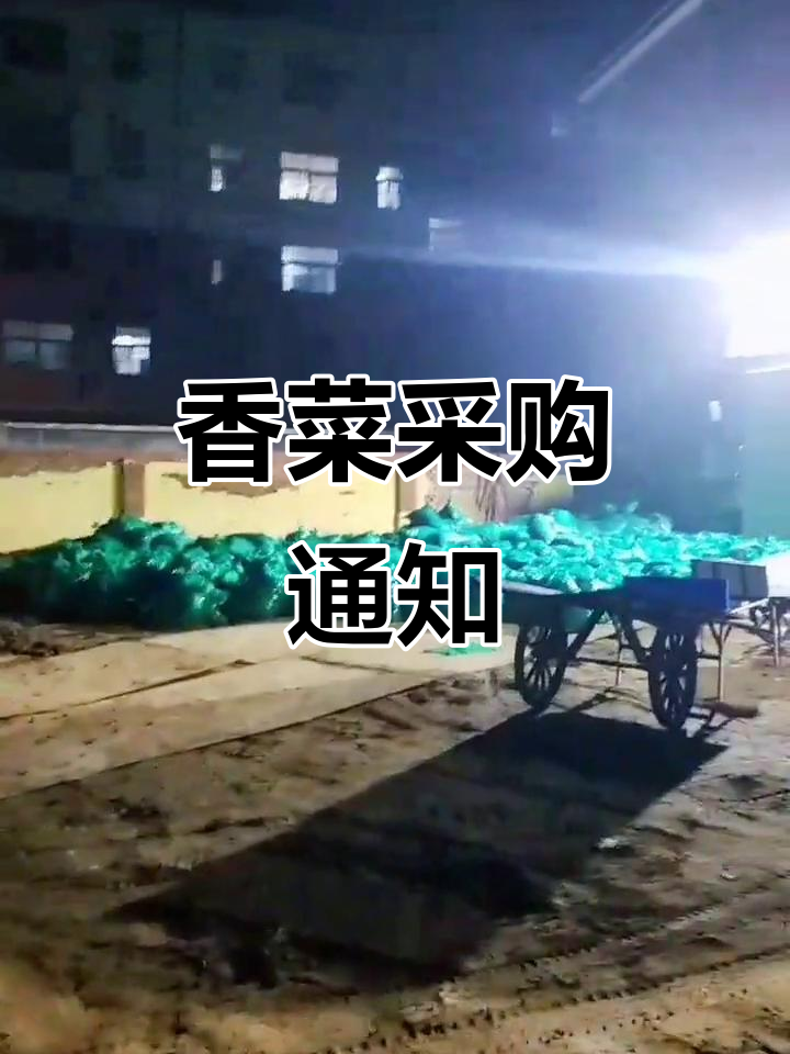 本地香菜需求,沙土种植,高度适中。欢迎送货!