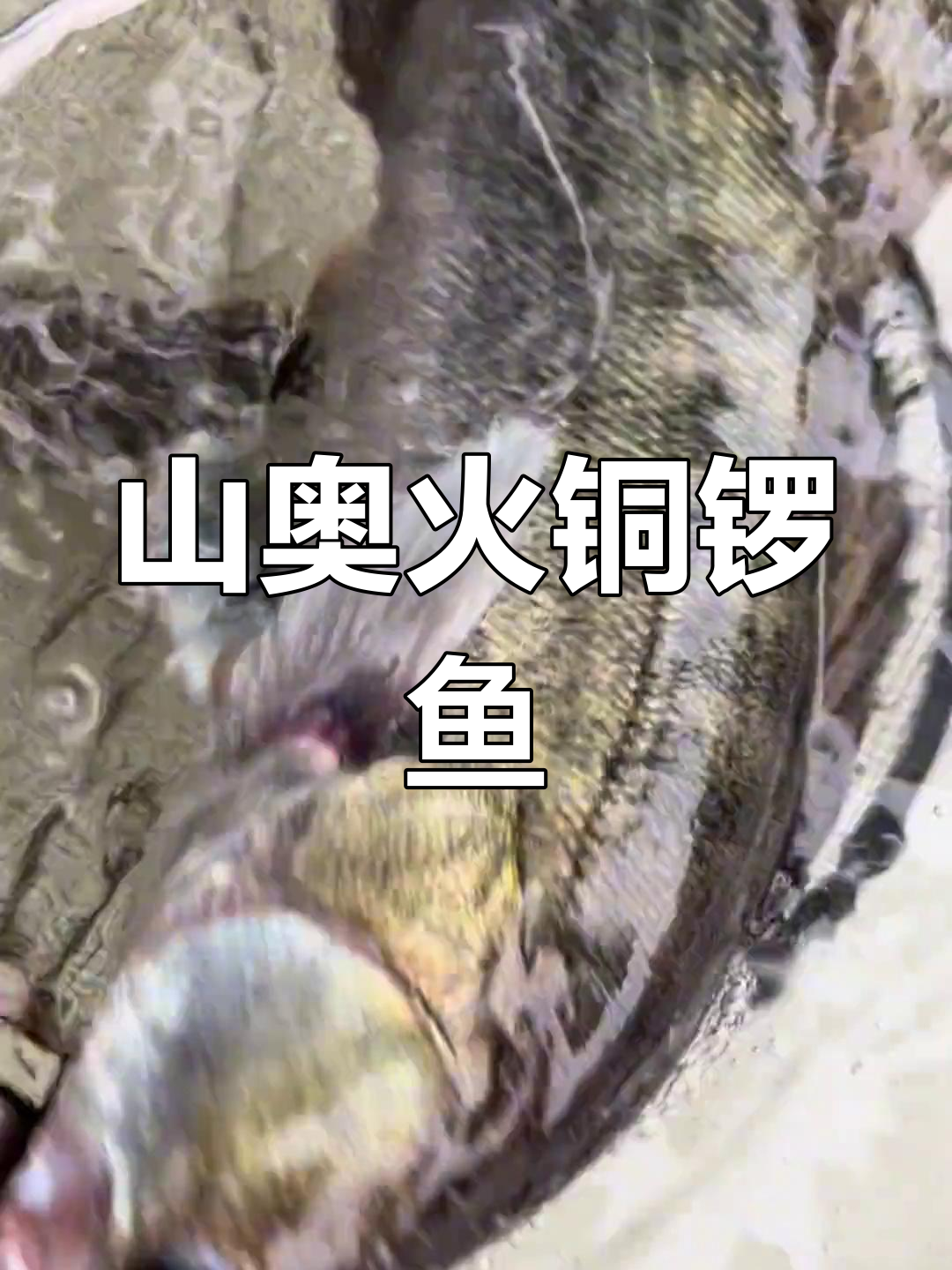 纯野生铜锣鱼,蒜瓣肉无刺