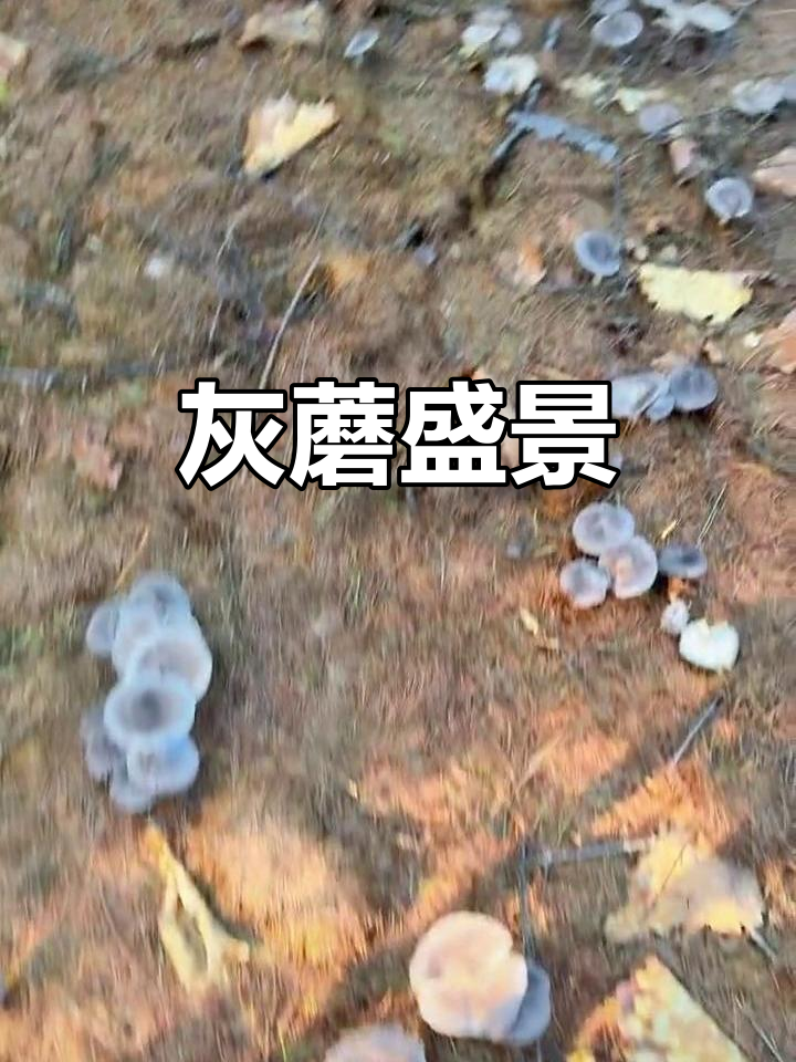 落叶松下的灰蘑,厚厚一层,令人惊叹!