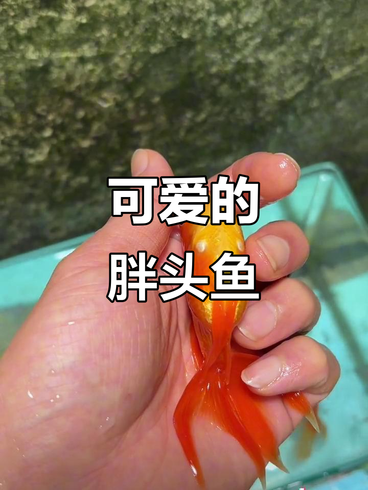 胖头鱼新宠,头大身小超可爱!