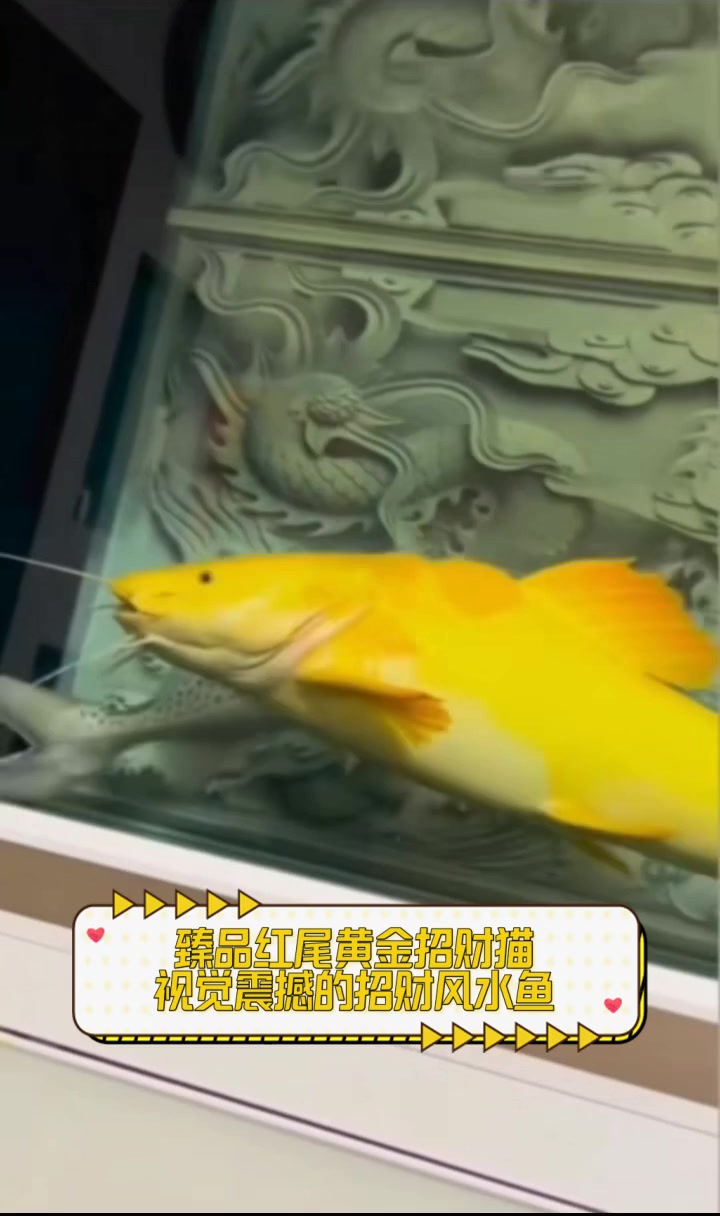 臻品红尾黄金招财猫,视觉震撼的招财风水鱼