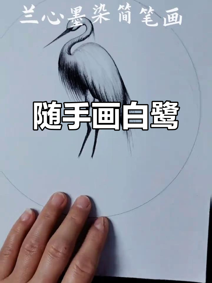 白鹭的简单素描,轻松上手