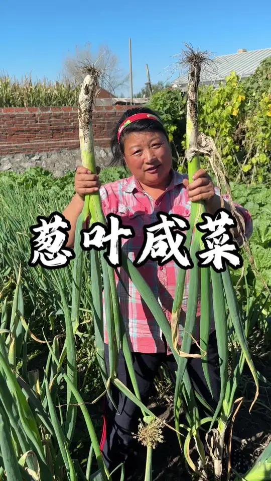 趁东北上冻之前把跟我一样高的大葱做成葱叶咸菜