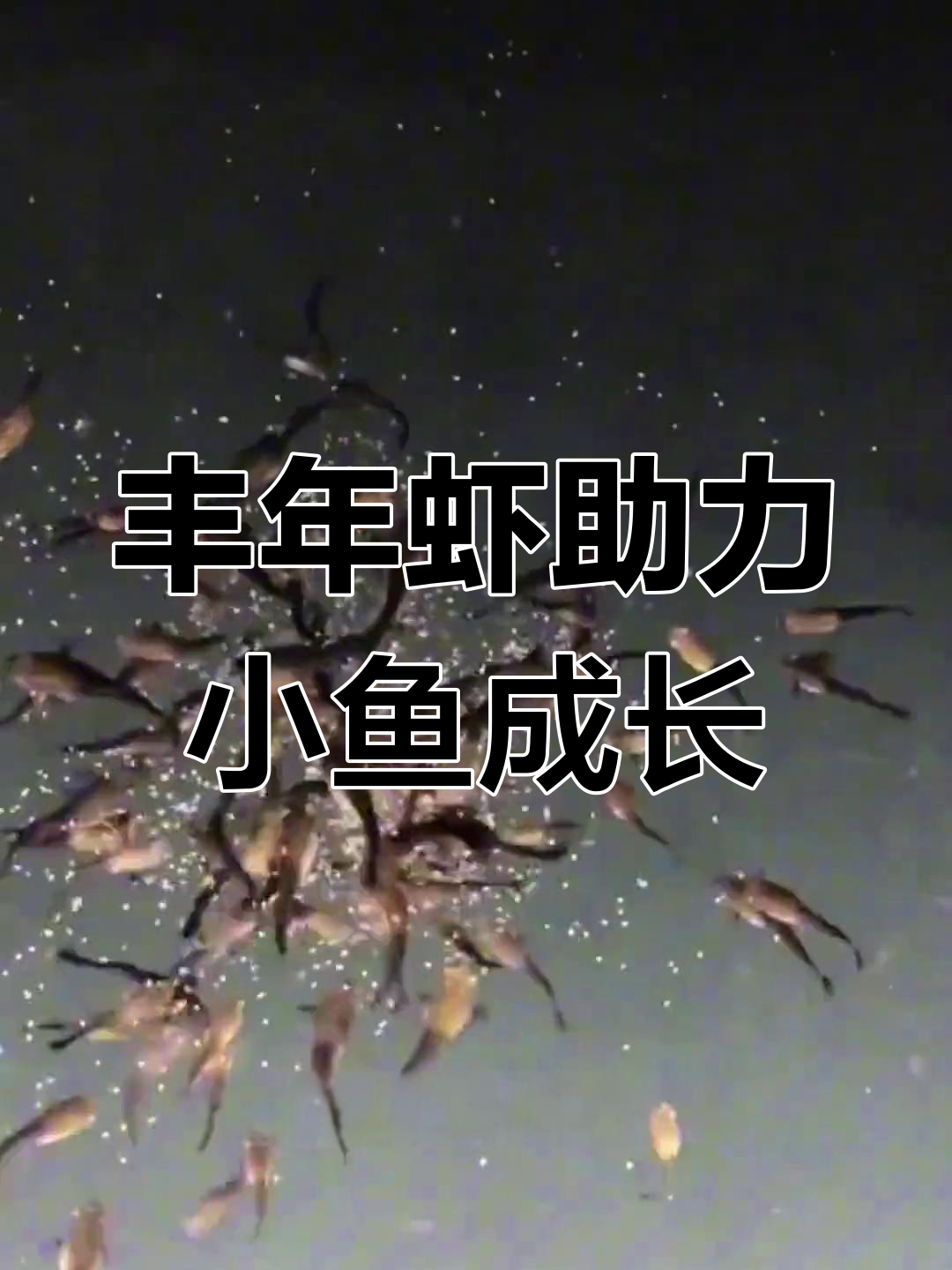 小鱼苗吃丰年虾,快速长大不生病