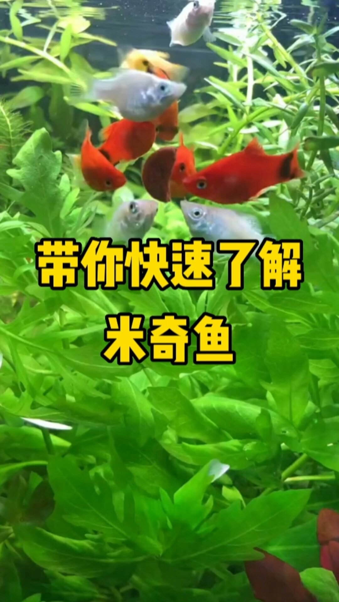 一分钟带你快速了解米奇鱼