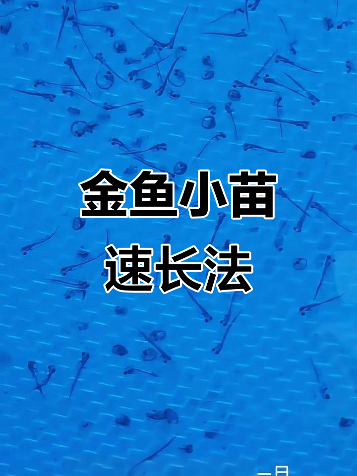 兰寿泰狮金鱼小苗养殖技巧,快速成长全攻略