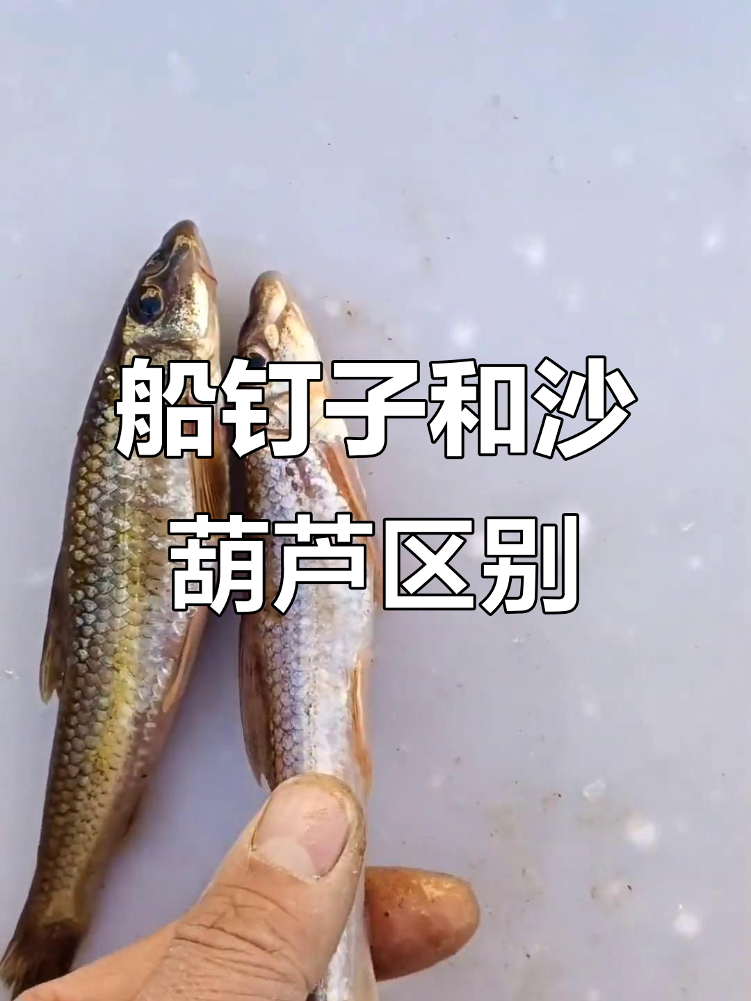 沙湖路上的船钉子与沙葫芦：两种鱼的区别和美味秘诀