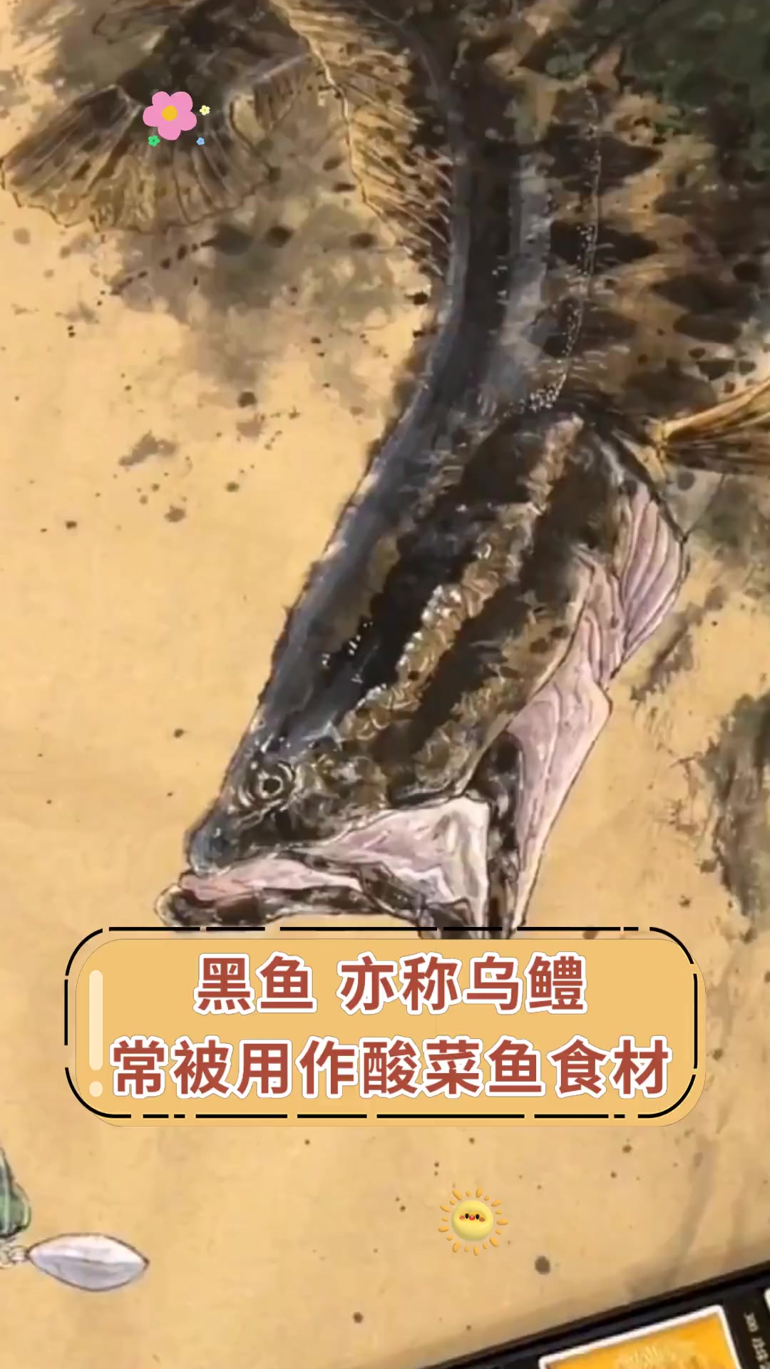 黑鱼 亦称乌鳢常被用作酸菜鱼食材