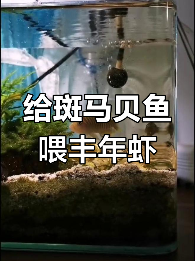 斑马贝鱼喂丰年虾,小鱼出生状态超好