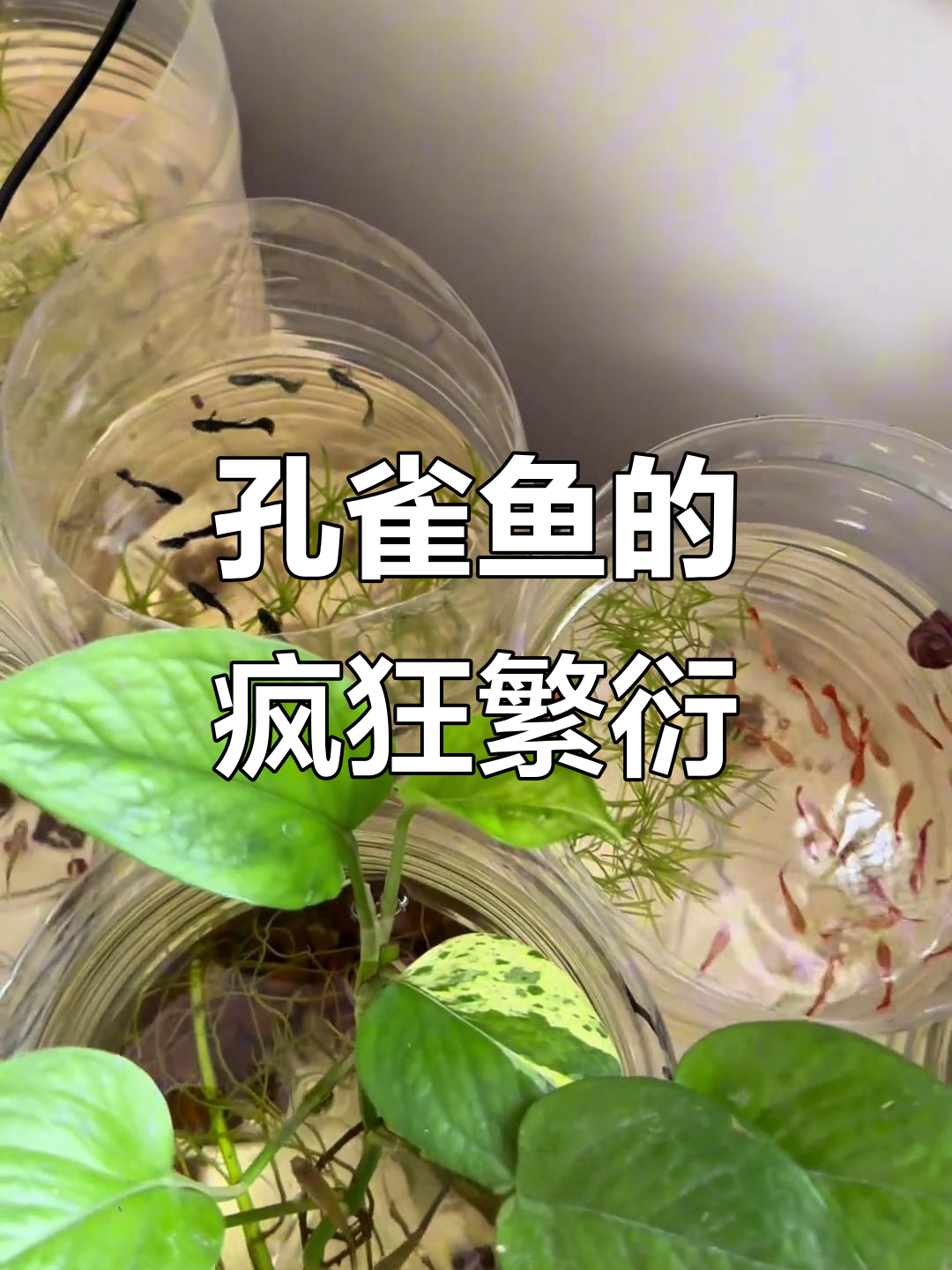 孔雀鱼繁殖力惊人,家里空间小真养不起!