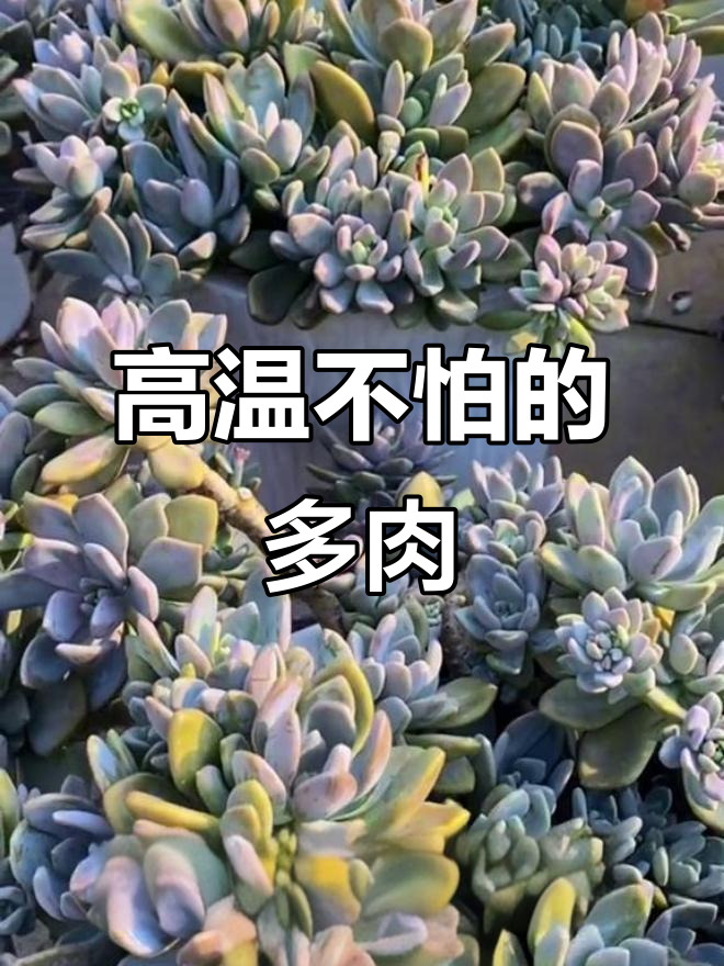 15款耐高温多肉植物,夏季暴晒也不怕