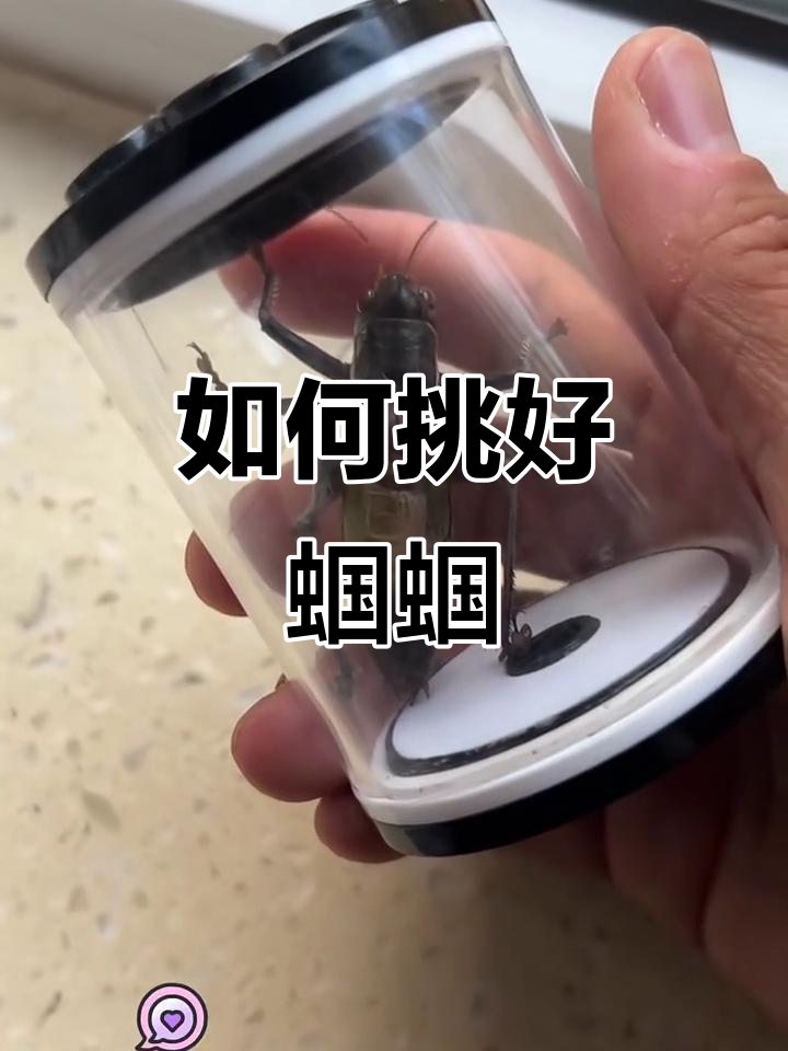 挑选蝈蝈的三大要点,学会这些让你轻松选对!