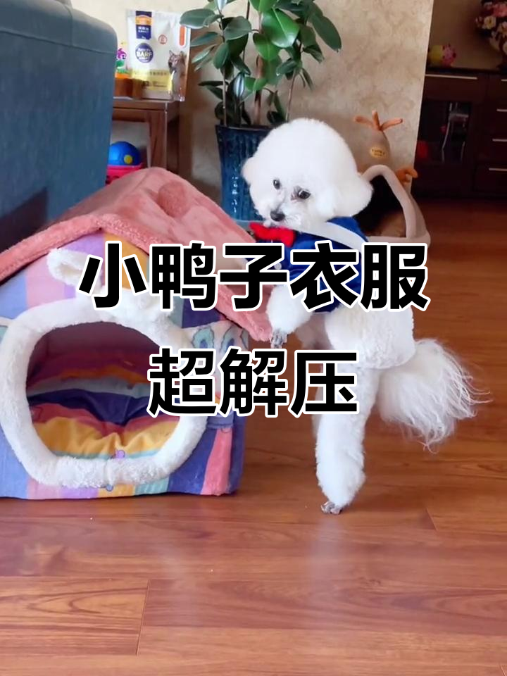 这只小鸭子衣服太可爱了,穿上秒变萌宠!