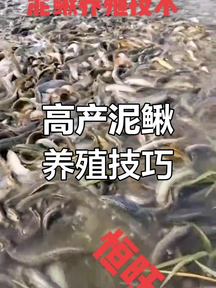 台湾泥鳅养殖技术:生长快、抗病强,高产量秘诀揭秘