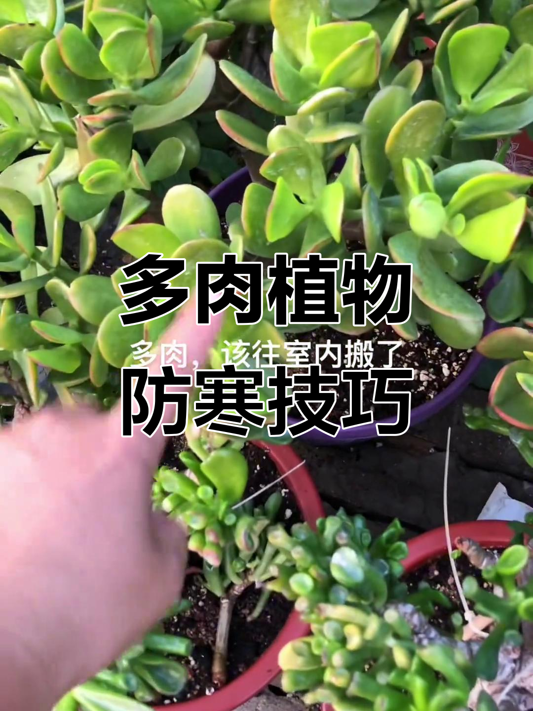 寒冬来临,多肉植物如何御寒保暖?避免冻伤让心头肉更健康
