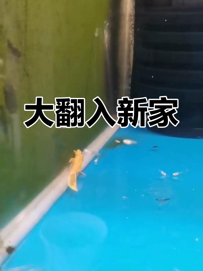 胡子大帆鱼缸搬家,轻松适应新环境