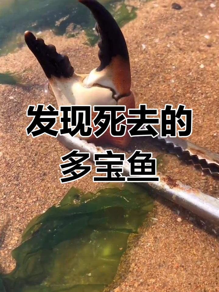 海底隐藏高手现身,魔鬼鱼意外死亡