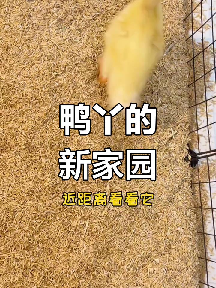 小鸭子的新家,温馨又安全!
