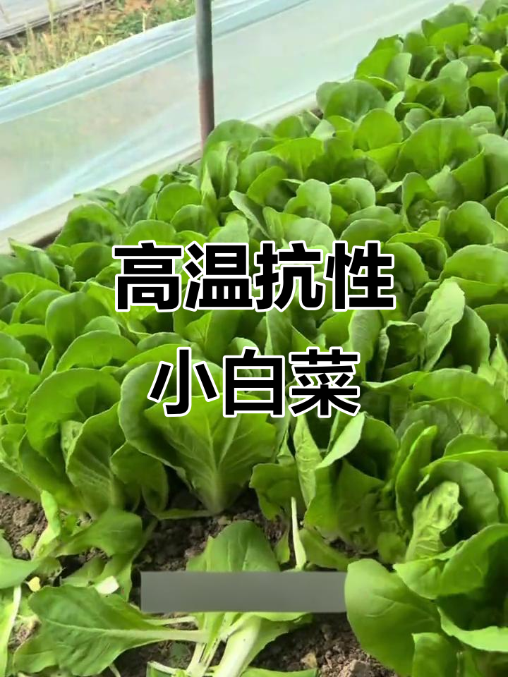 夏季耐热快菜,高温不烧心,叶片深茎秆粗壮