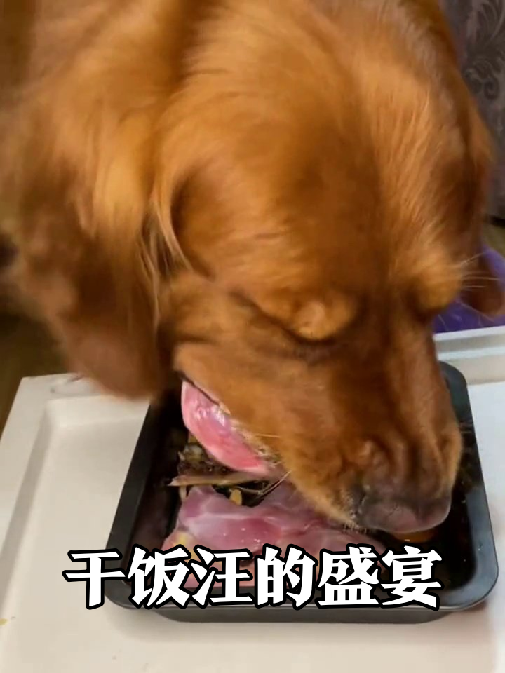 当狗子看到豪华刺身拼盘,口水差点把厨房淹了!