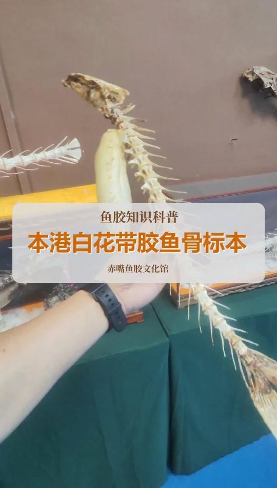 本港白花胶鱼骨标本