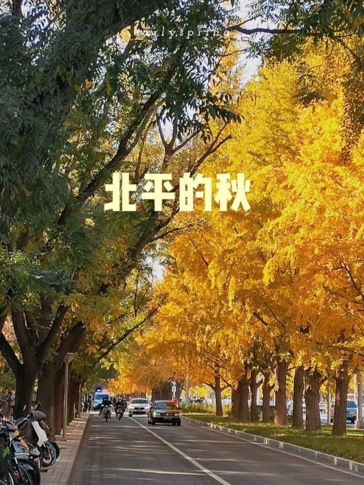 北平的秋‖钓鱼台的银杏叶黄了