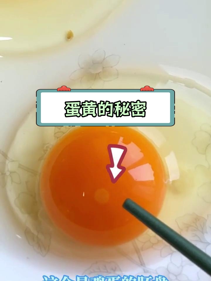 蛋黄上的小白点是什么?揭秘胚胎发育