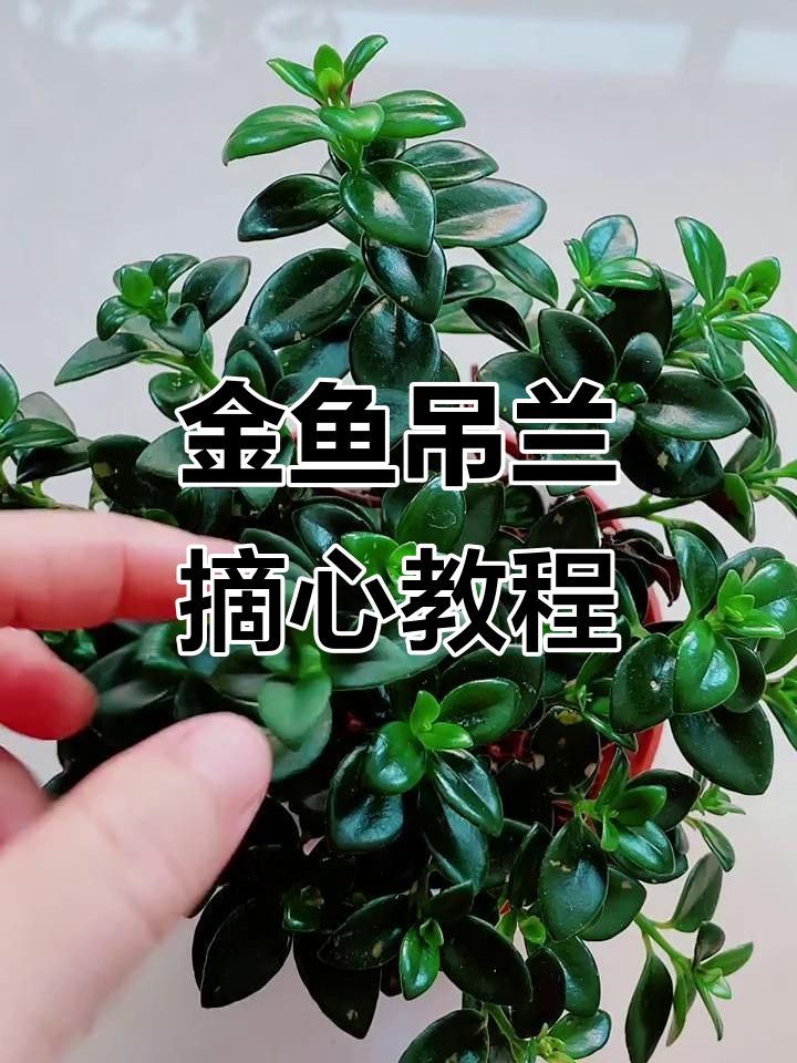 金鱼吊兰摘心技巧,轻松打造健康植株