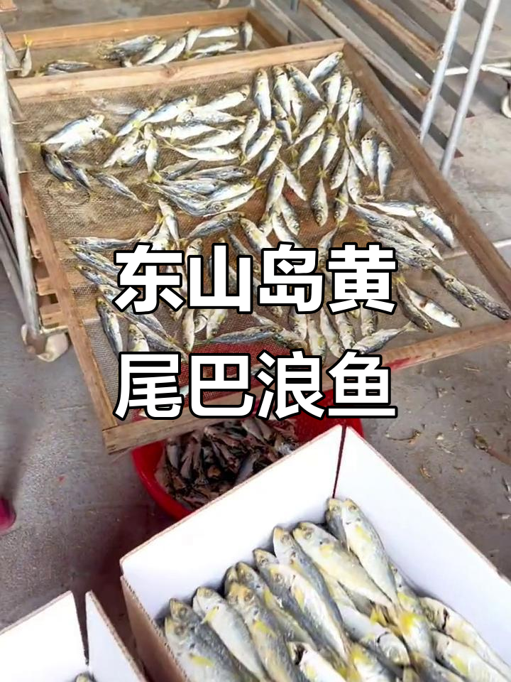 福建东山岛黄尾鱼干大丰收,肉质鲜甜有嚼劲