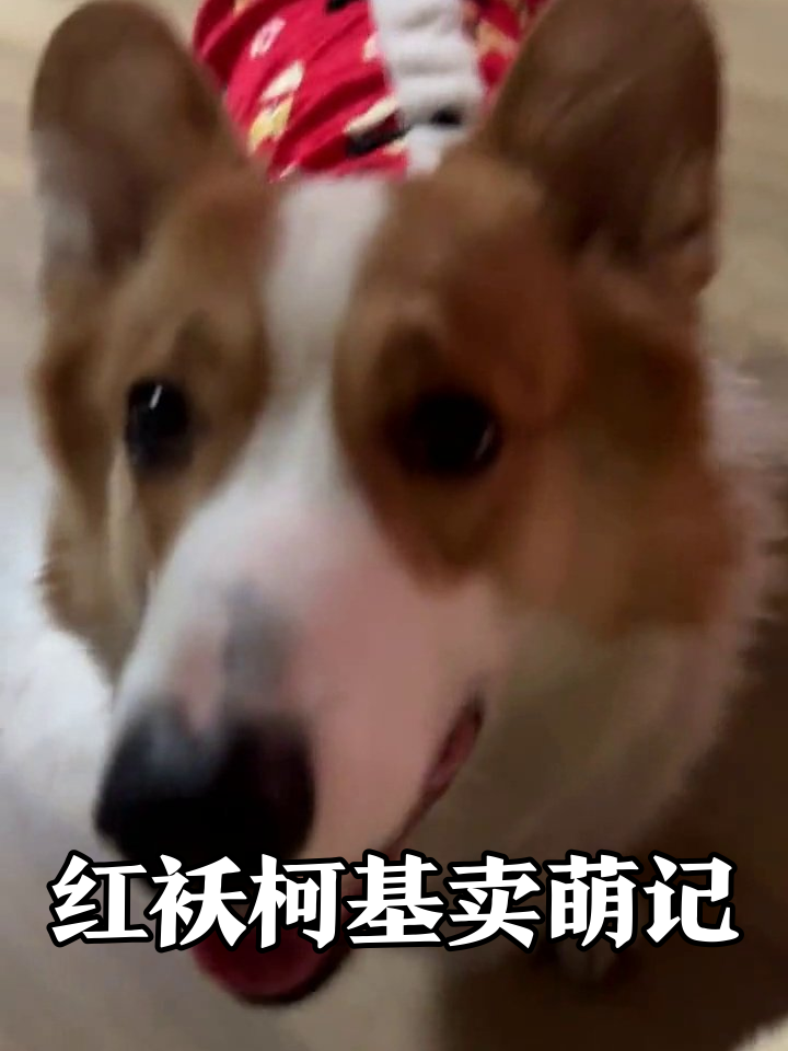 柯基穿红袄卖萌,歪头吐舌秒变表情包