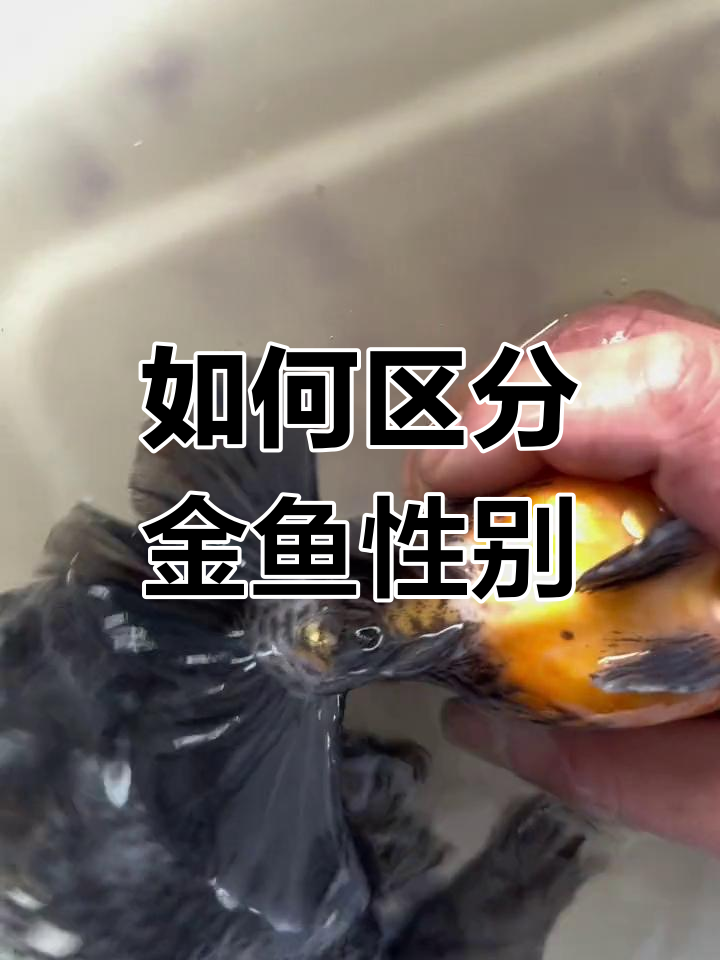 金鱼公母分辨技巧,轻松掌握!