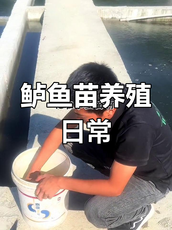 鲈鱼苗养殖技巧:从喂料到内服全流程解析