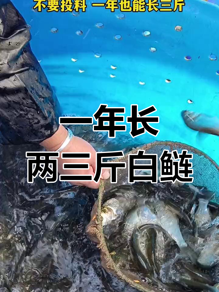 白鲢鱼苗放养一年,轻松增重二三斤