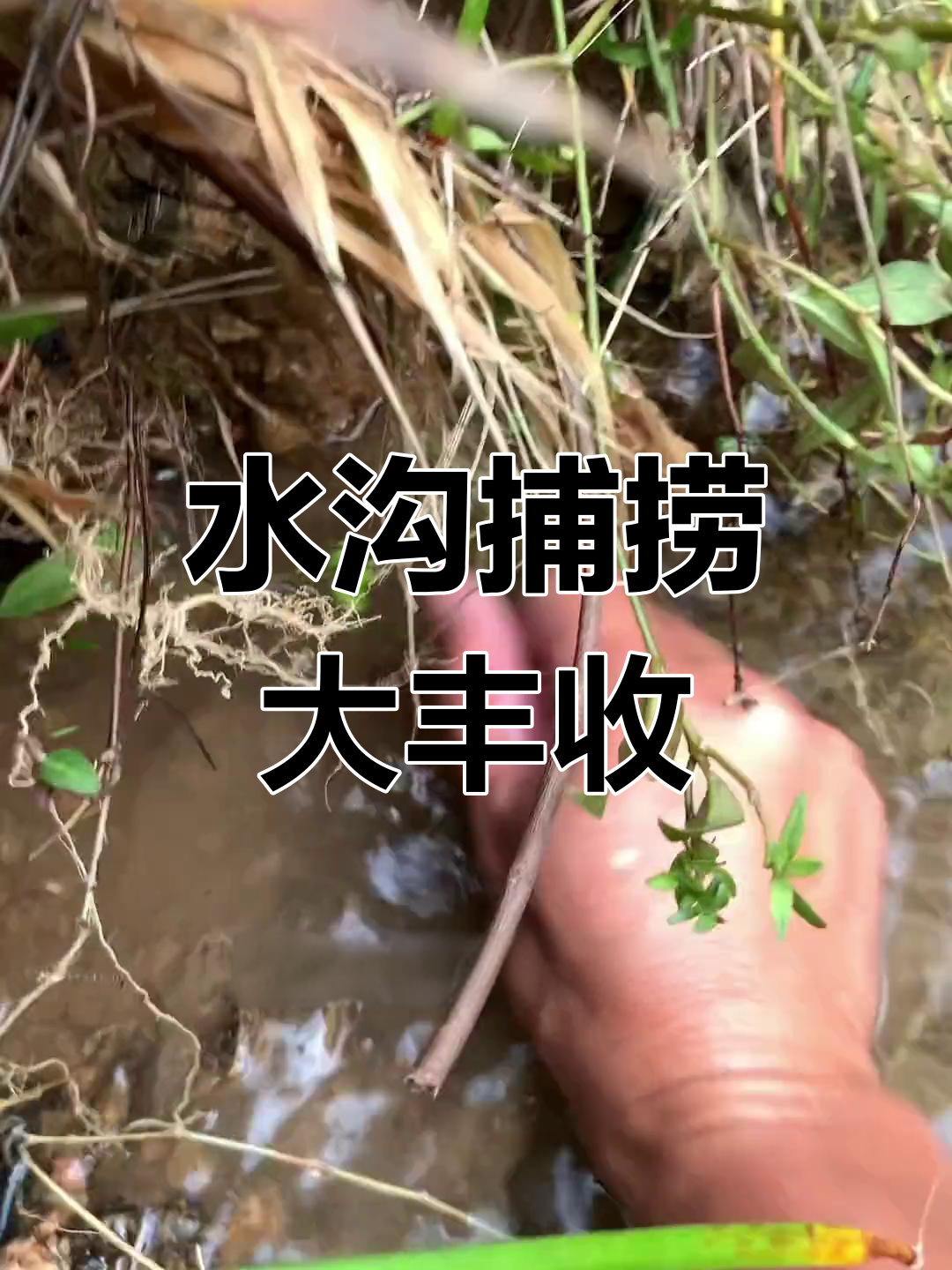 臭水沟抓鱼,意外发现漂亮小鱼和逃走的小虾