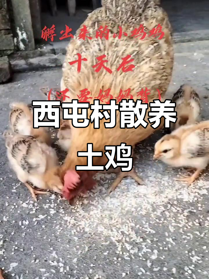 广西灵山旧州镇西屯村,散养土鸡的乡村生活现场