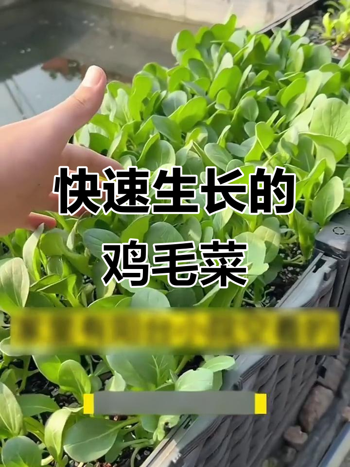 阳台种菜小技巧:鸡毛菜从播种到收获只需十几天,嫩滑可口