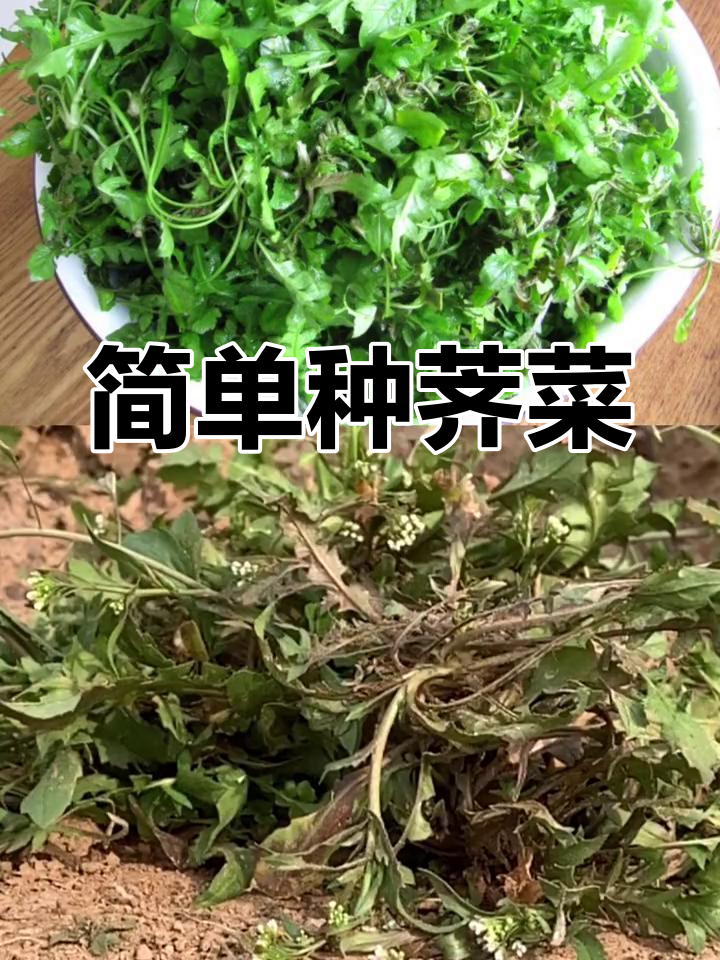 荠菜种植小技巧,轻松上手,VC丰富等你来试