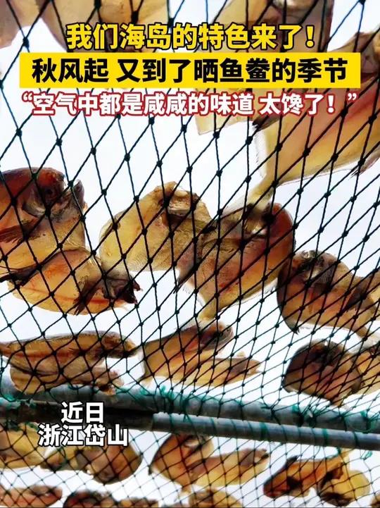 我们海岛的特色来了!秋风起,又到了晒鱼鲞的季节,“空气中都是咸咸的味道 太馋了!”