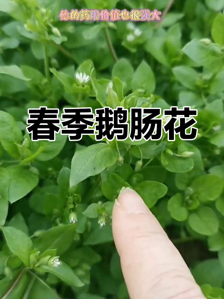 春天鹅肠菜盛开,象征恩惠,功效强大,值得了解!