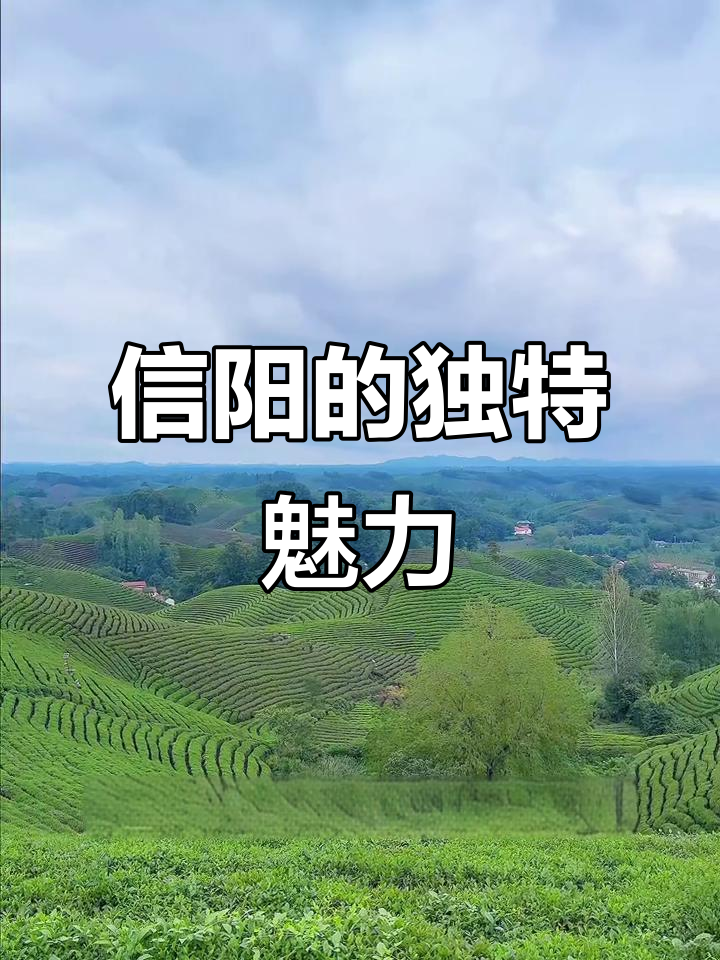 探索河南信阳,鸡蛋灌饼的发源地,独特风情令人陶醉!