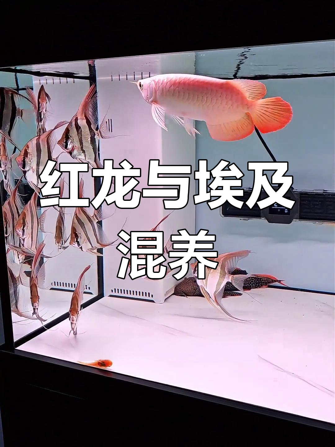 埃及红龙混养,结果竟然这样!