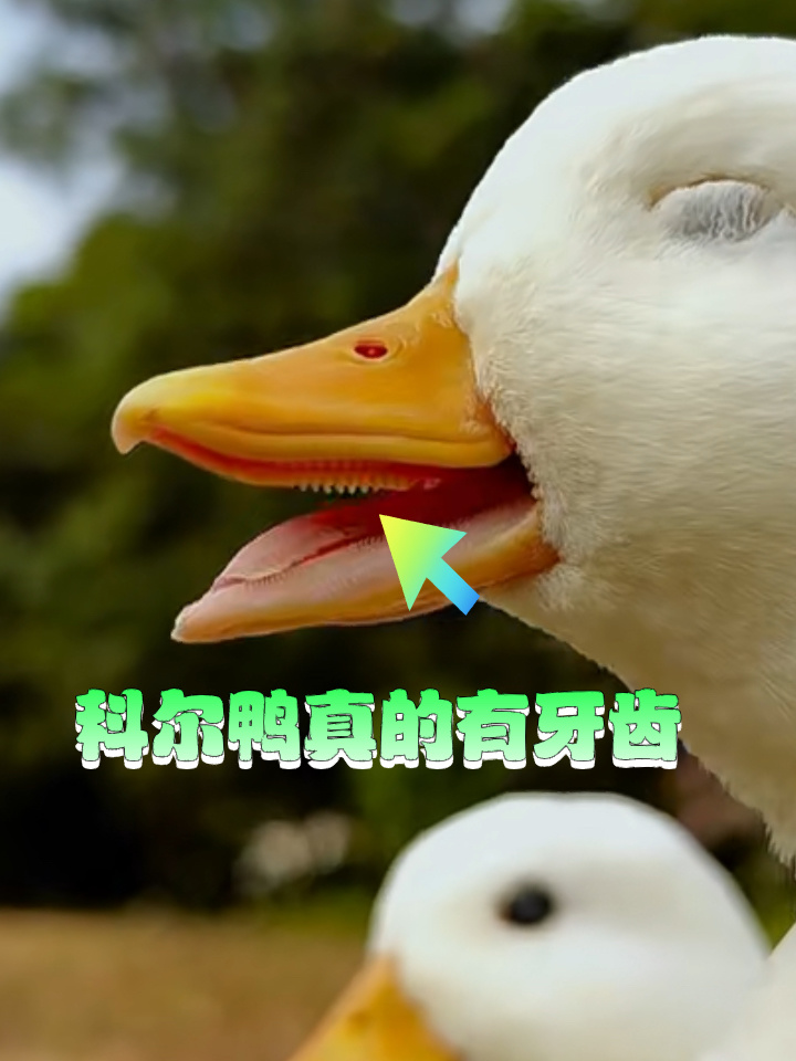 你们见过鸭子的牙齿吗?