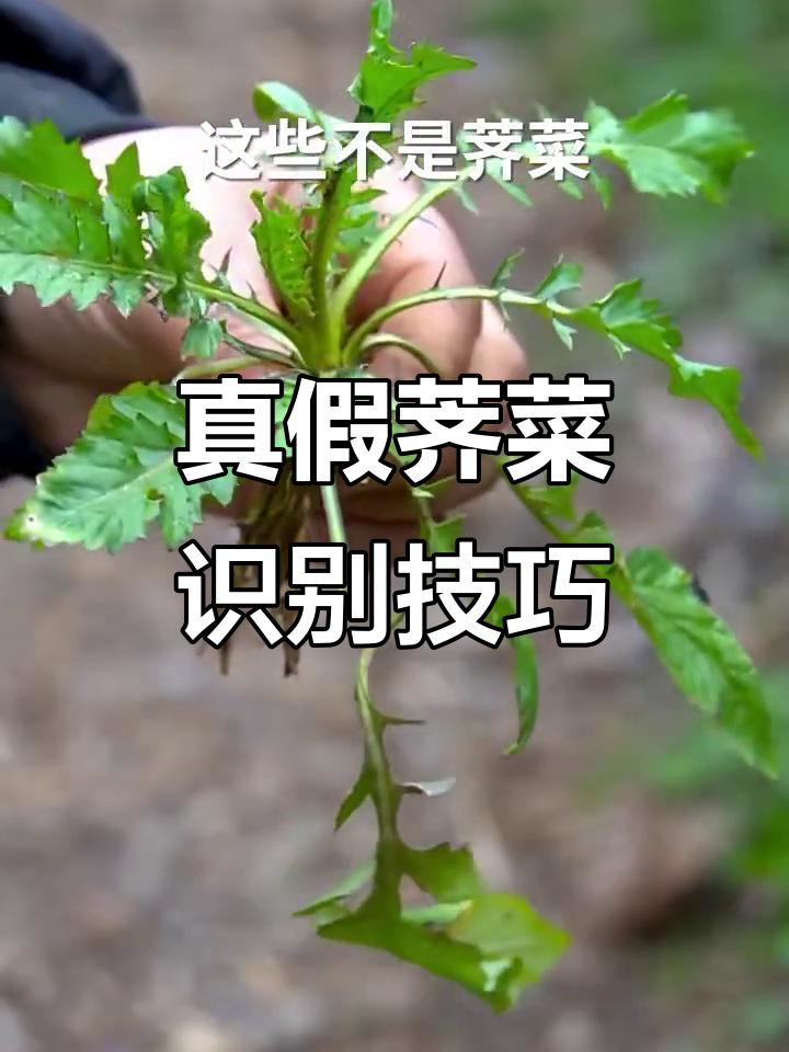 如何区分小叶荠菜与大叶荠菜的差异