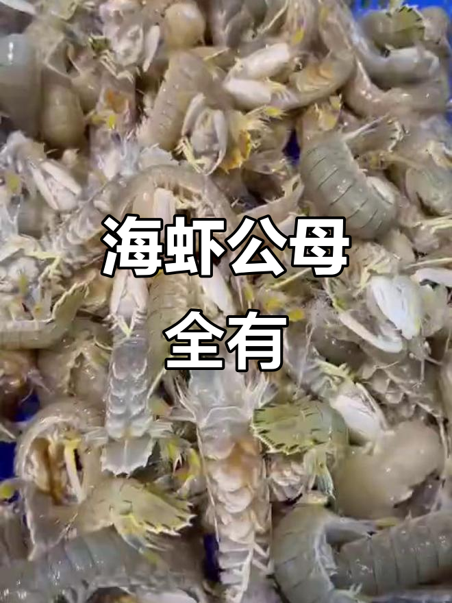 公母海虾爬子大揭秘,新鲜透活任你选
