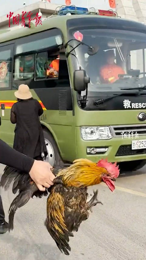 甘肃森林消防员将重庆群众投送的大公鸡带回甘肃,并喂养起来。(中国青年报)
