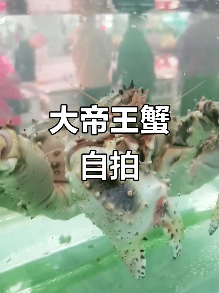 帝王蟹自拍照,看看咱够不够大!